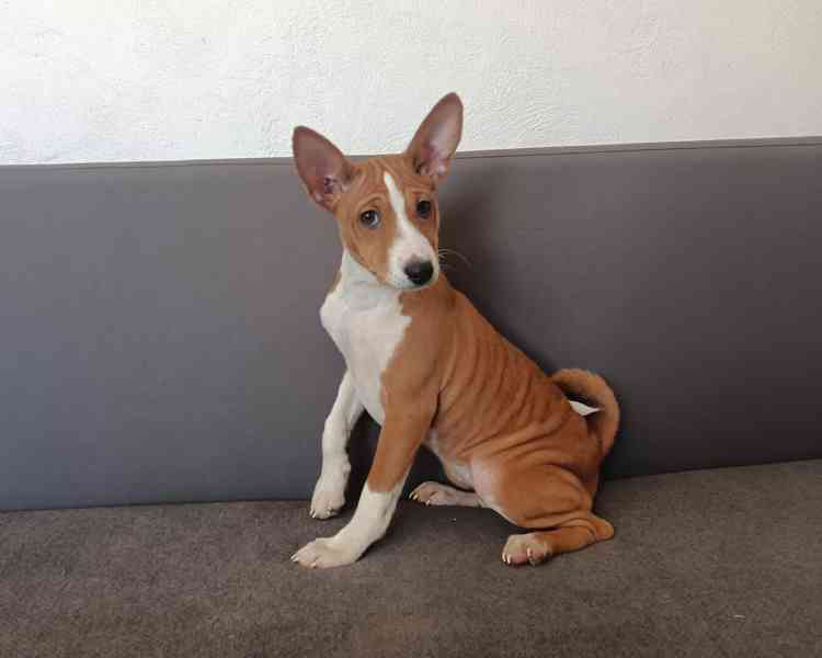 Basenji - prodám štěňata bez pp - foto 2