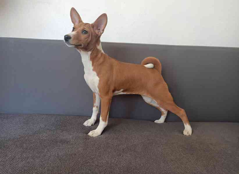 Basenji - prodám štěňata bez pp - foto 1