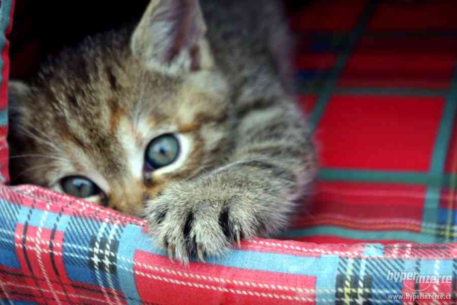 Daruji do bodrých rukou krásná koťátka - foto 4