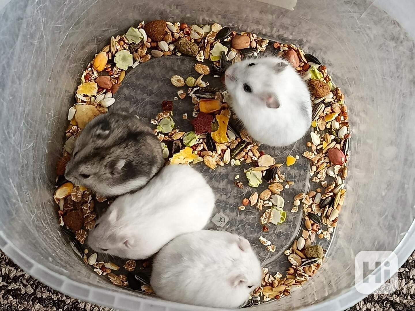 Křečík džungarský - foto 1