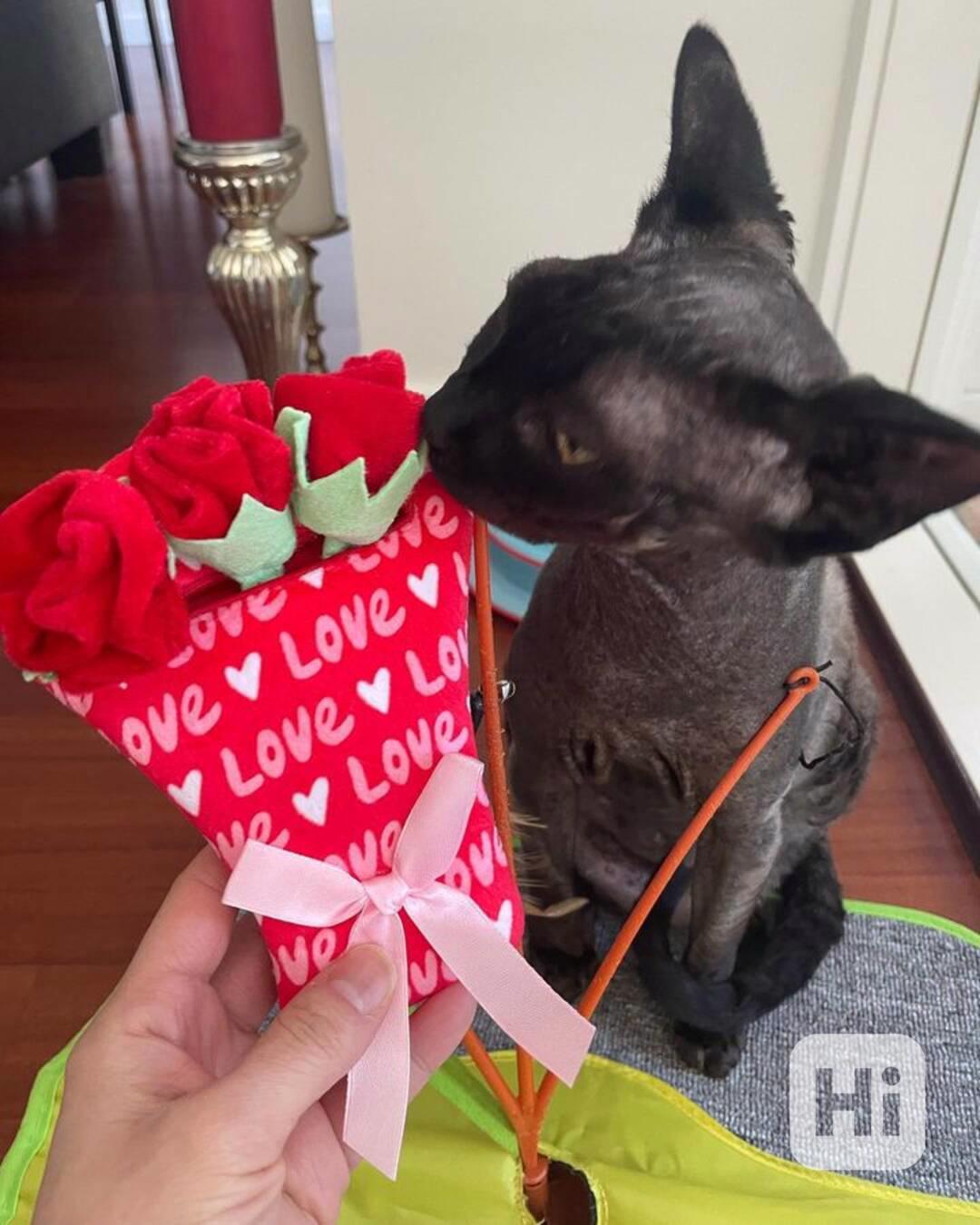 Sphynx Kitten - foto 1