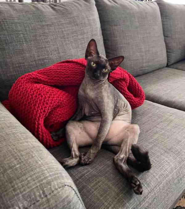 Sphynx Kitten - foto 3