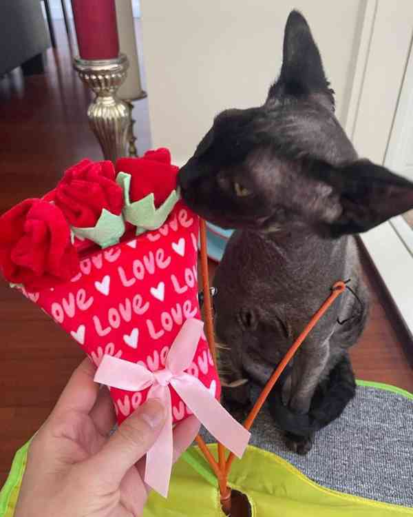 Sphynx Kitten - foto 1