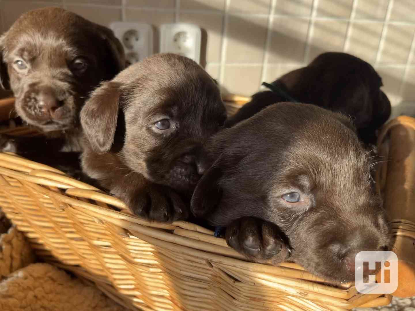 ŠTĚŇATA LABRADOR. RETRÍVRA S PP - foto 1