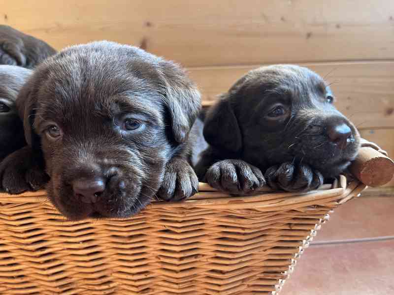 ŠTĚŇATA LABRADOR. RETRÍVRA S PP - foto 9