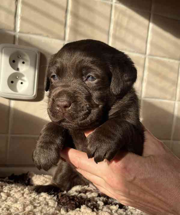 ŠTĚŇATA LABRADOR. RETRÍVRA S PP - foto 3