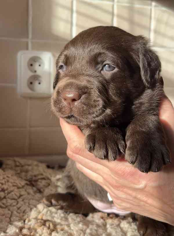 ŠTĚŇATA LABRADOR. RETRÍVRA S PP - foto 4