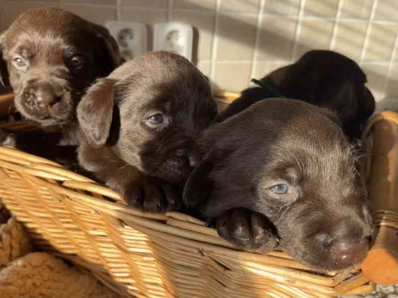 ŠTĚŇATA LABRADOR. RETRÍVRA S PP