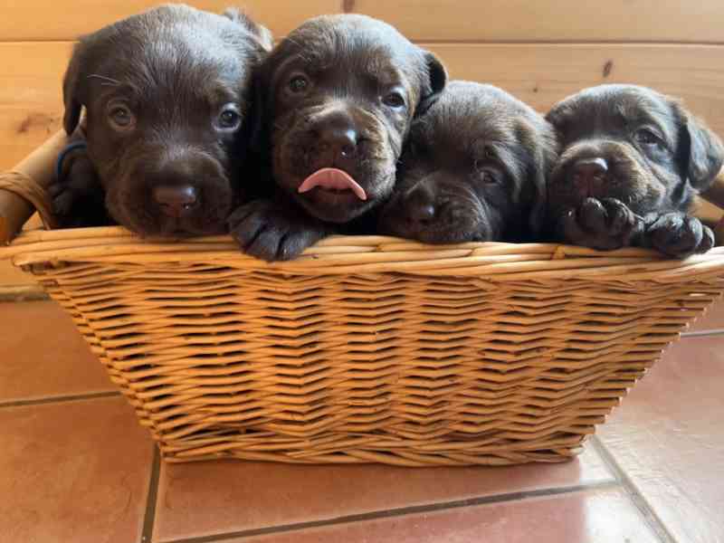 ŠTĚŇATA LABRADOR. RETRÍVRA S PP - foto 8