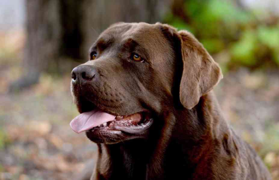 ŠTĚŇATA LABRADOR. RETRÍVRA S PP - foto 10