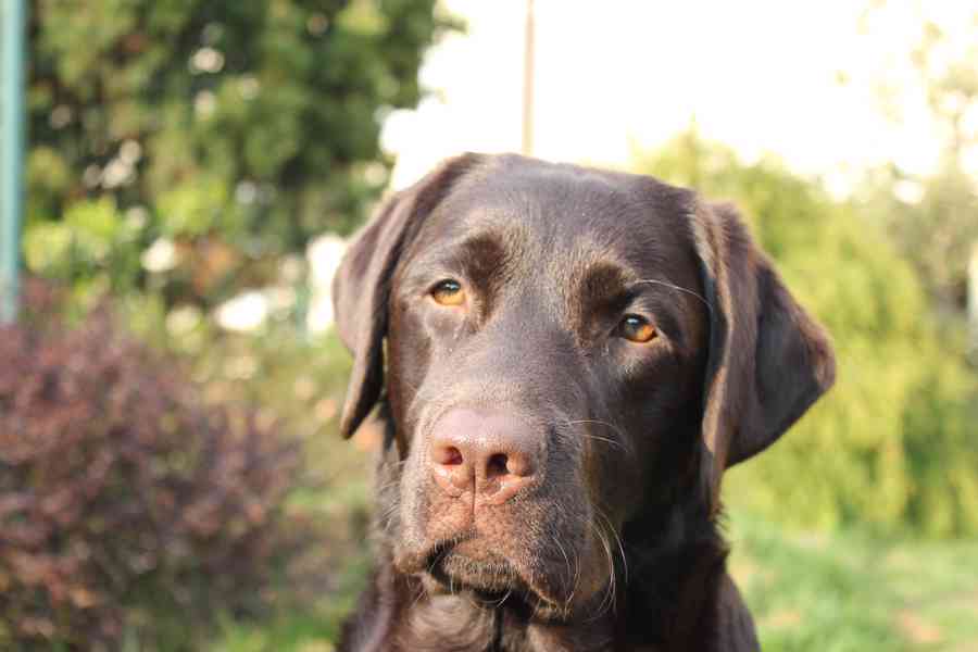 ŠTĚŇATA LABRADOR. RETRÍVRA S PP - foto 2