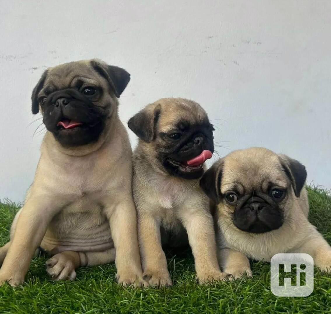 Prodám super vycvičená štěňata mopse - foto 1