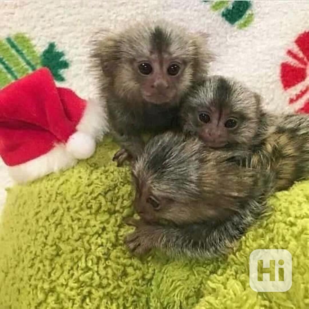 K dispozici roztomilé kapucínské opice – kluci i holčičky - foto 1