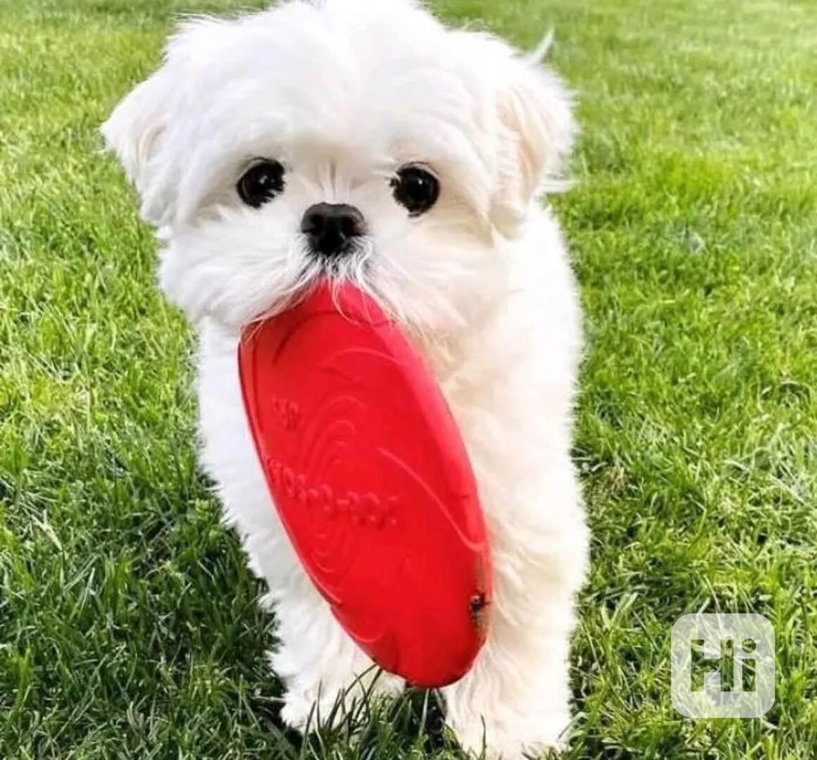 Štěňata maltézského ovčáka připravená k adopci - foto 1