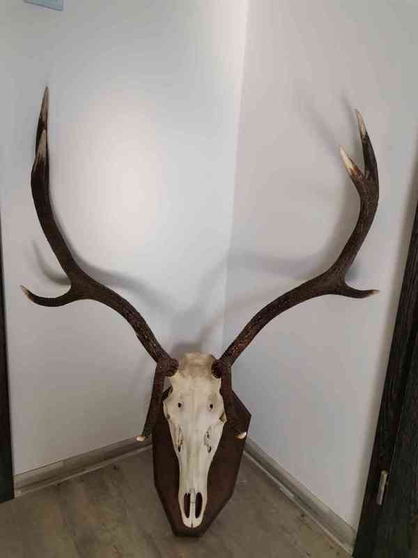 Paroží 4 ks jelen + 1 ks daněk - foto 2