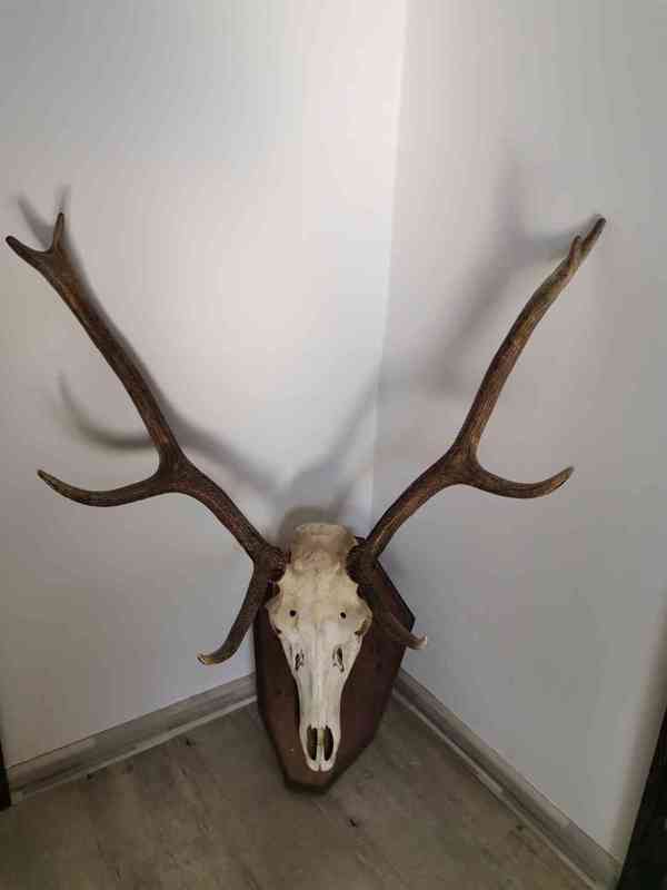 Paroží 4 ks jelen + 1 ks daněk - foto 3