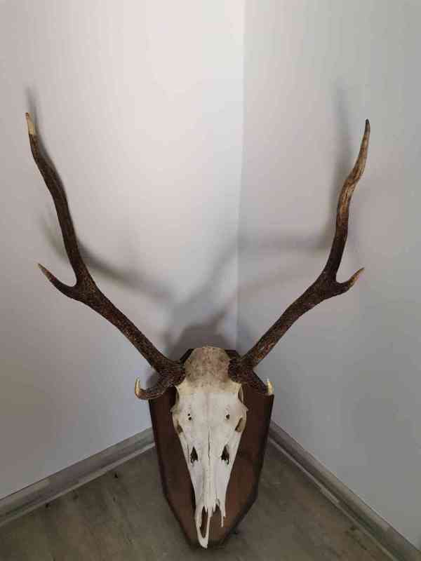 Paroží 4 ks jelen + 1 ks daněk - foto 4