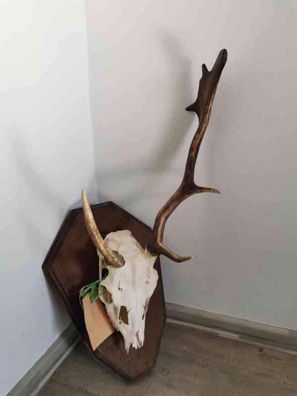 Paroží 4 ks jelen + 1 ks daněk - foto 5