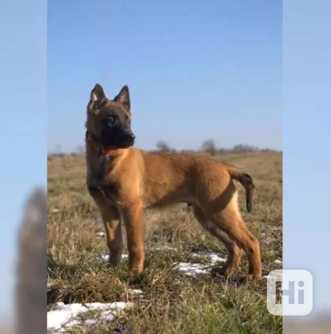 Čistokrevný belgický ovčák mallinois - foto 1