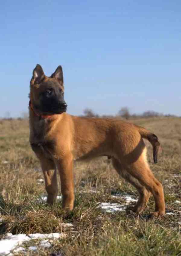 Čistokrevný belgický ovčák mallinois - foto 2