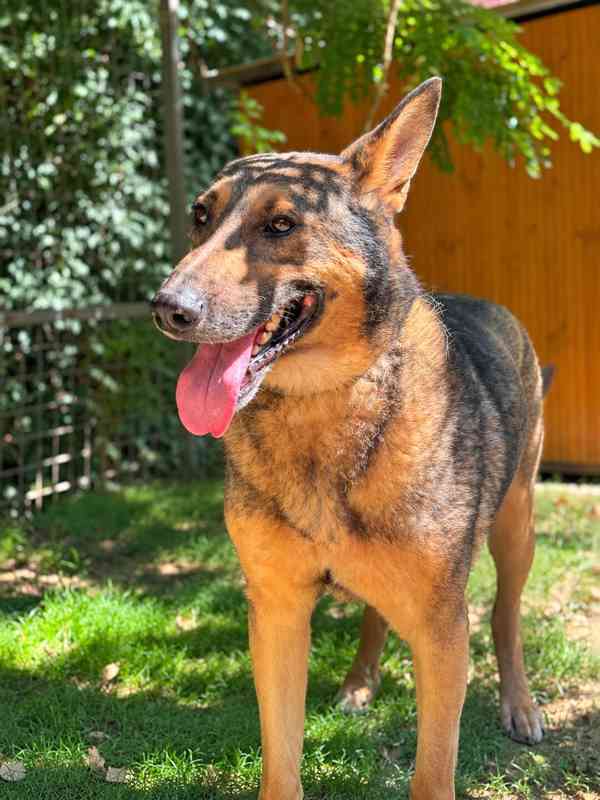 SORBON - +-32 kg, kastrovaný psík 6 let  - foto 2