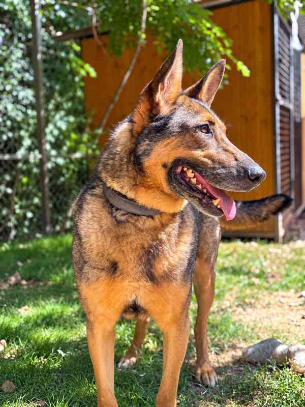 SORBON - +-32 kg, kastrovaný psík 6 let  - foto 3