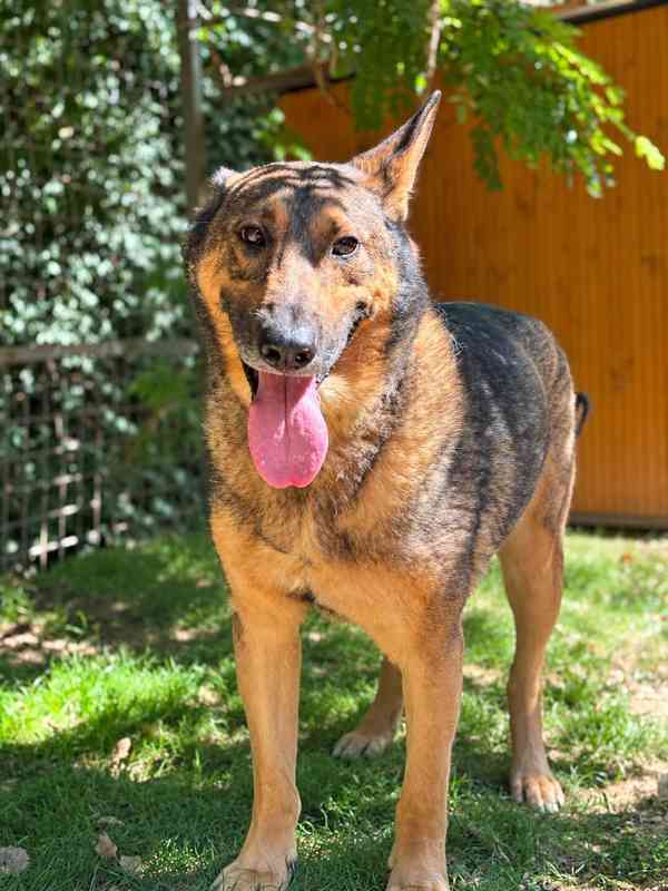 SORBON - +-32 kg, kastrovaný psík 6 let  - foto 4