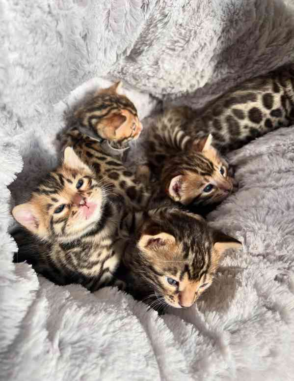 🐾 Bengálské kočky - foto 2