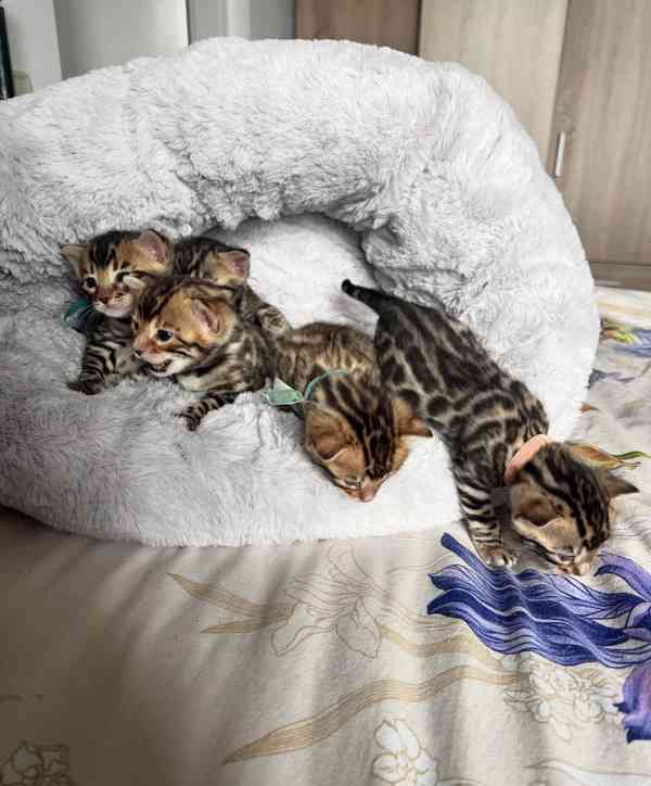 🐾 Bengálské kočky - foto 4