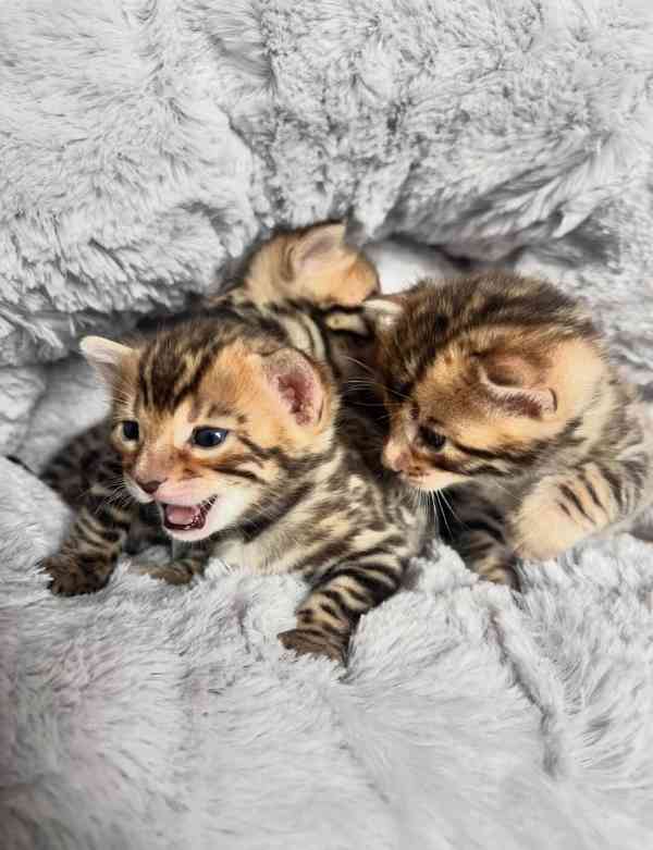 🐾 Bengálské kočky - foto 3