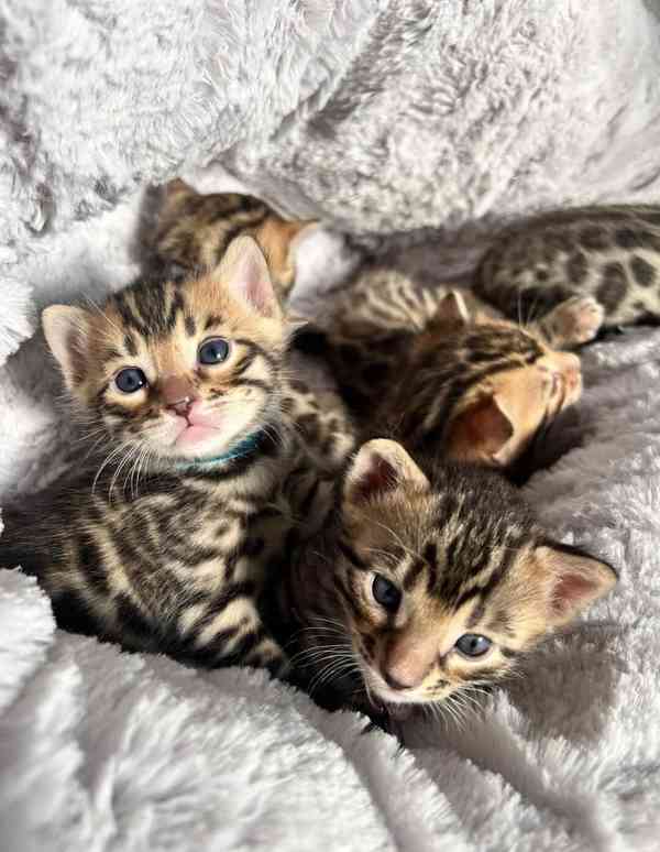 🐾 Bengálské kočky - foto 1