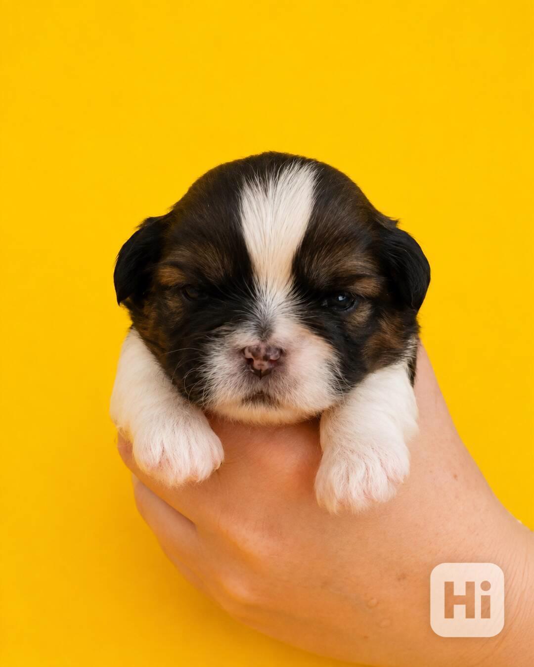 SHIH TZU s PP - foto 1