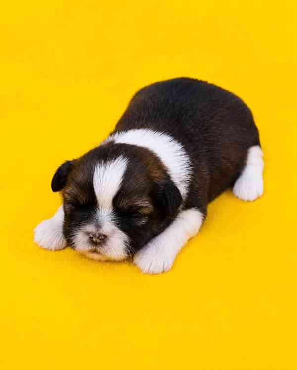 SHIH TZU s PP - foto 2