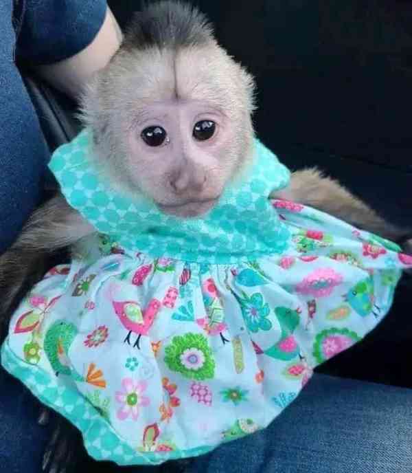Úžasná kapucínská opice k dispozici - foto 1