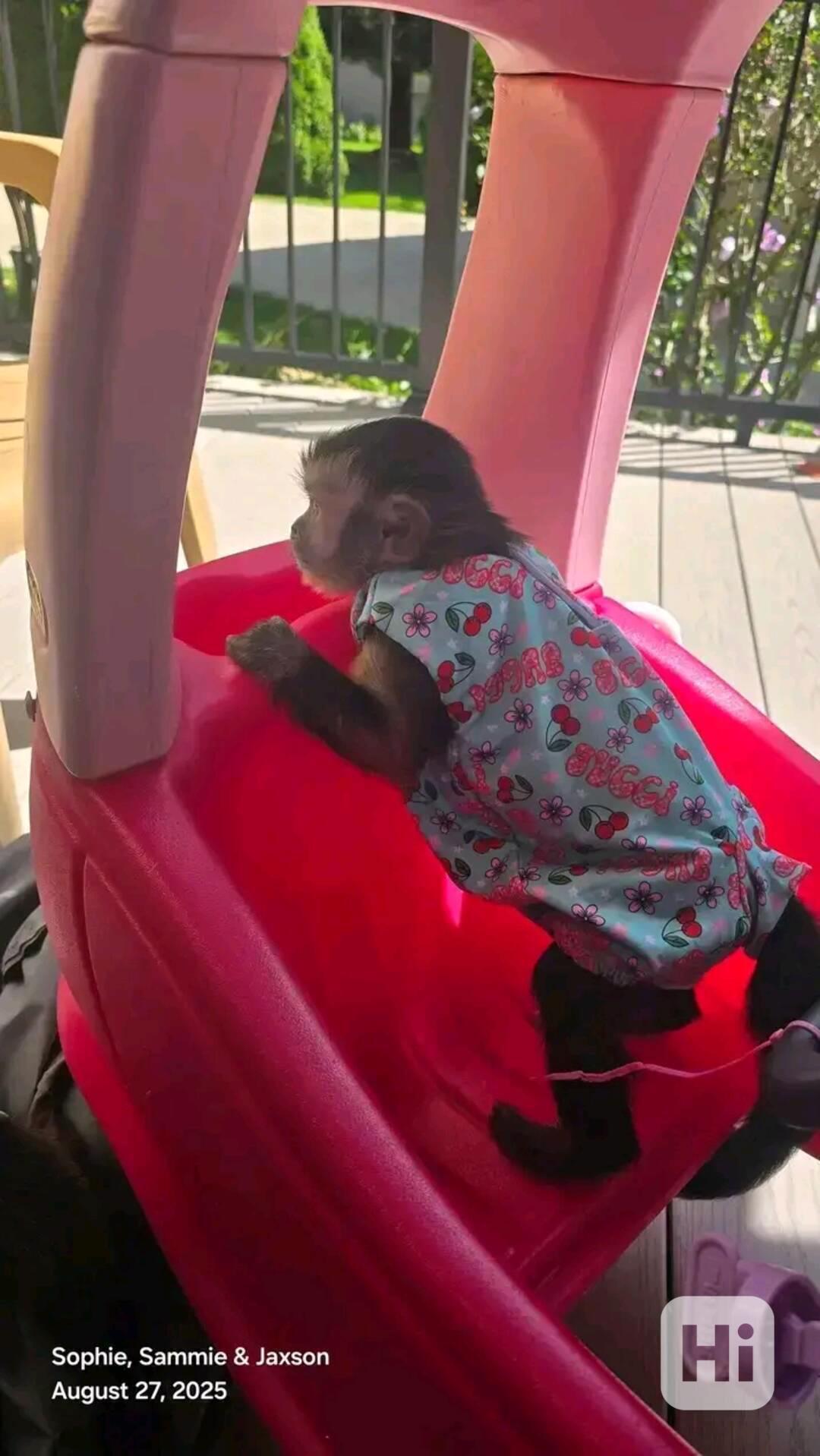  Nádherný samec a samice kapucína - foto 1