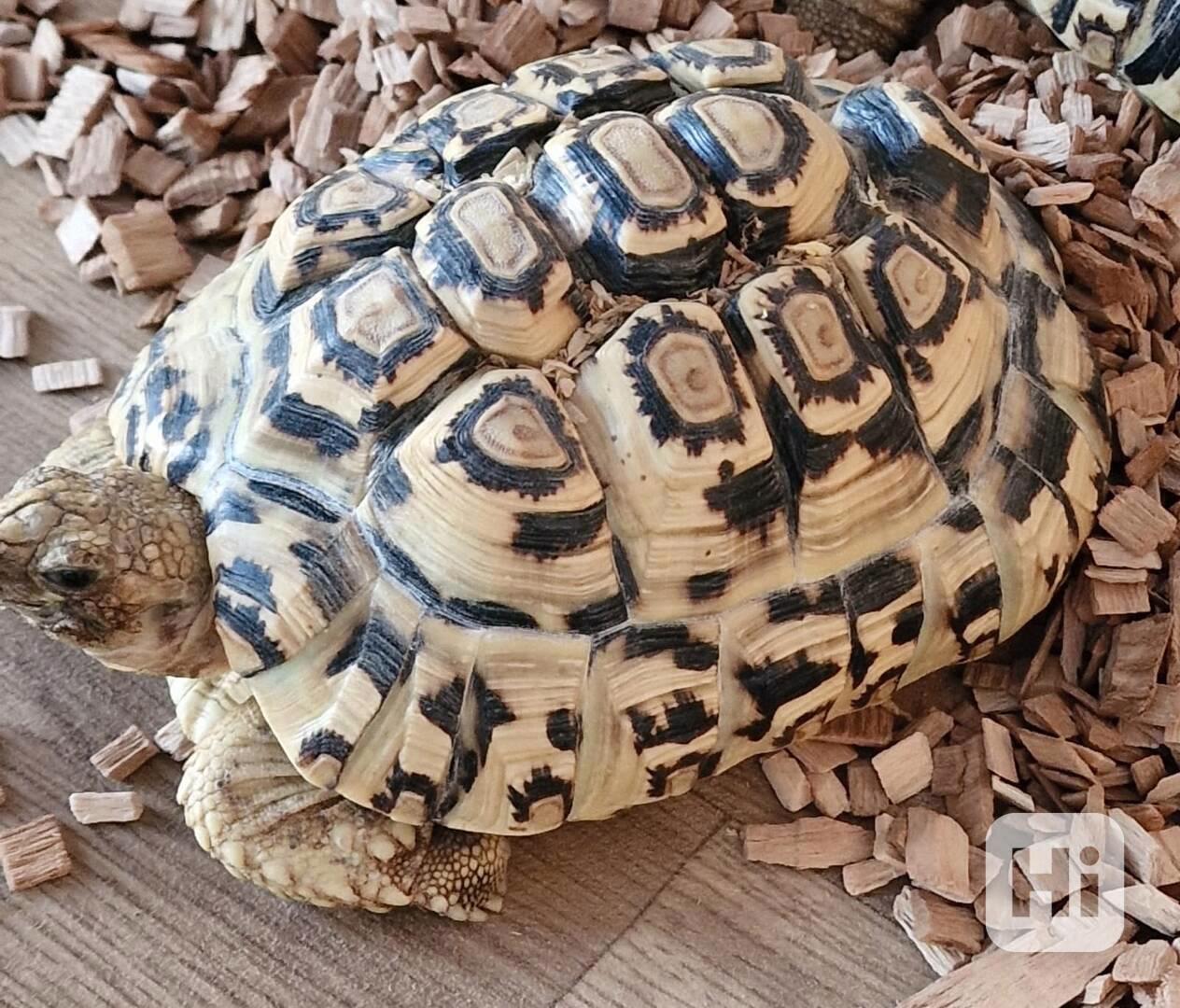 Suchozemská želva - foto 1