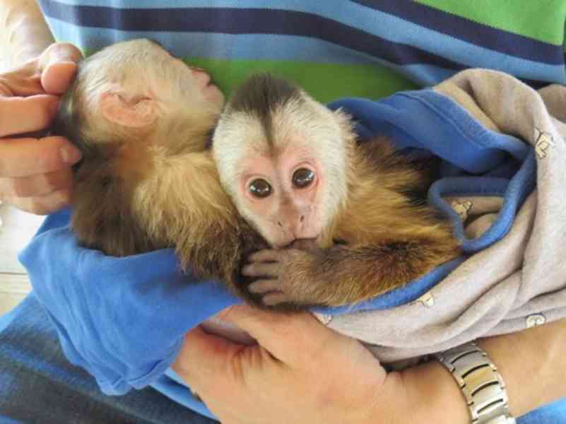 Rozkošná kapucínská opice - foto 1