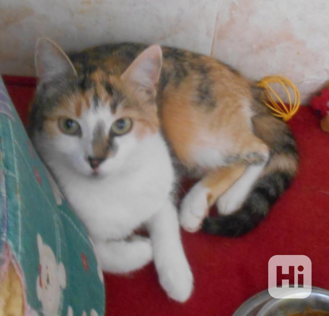 3barevná 9měsíční opatrnější mazlivka Bella  - foto 1