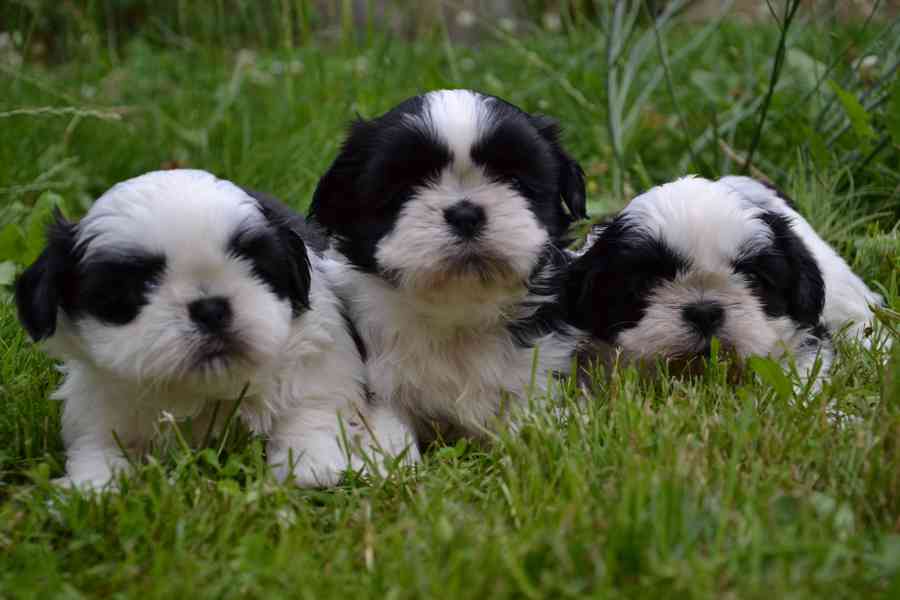 Shih-tzu, šicu - foto 4