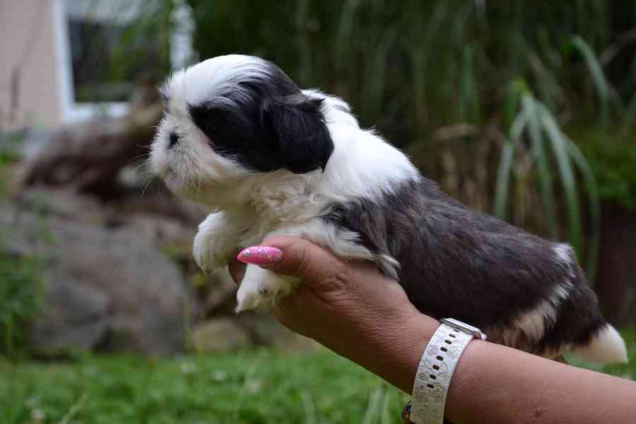 Shih-tzu, šicu - foto 3