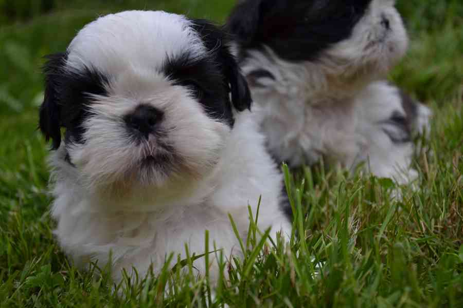 Shih-tzu, šicu - foto 2