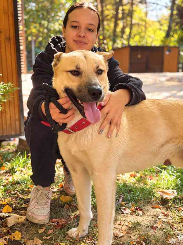 WOLF - kastrovaný psík 1 rok  - foto 2