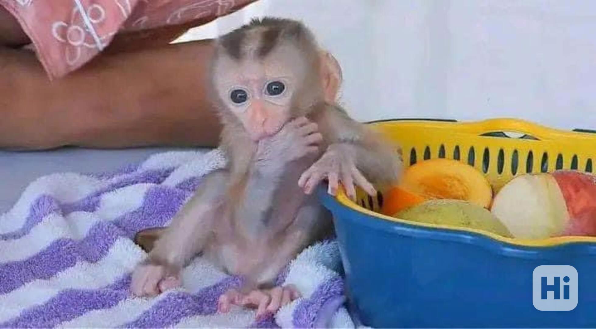 kapucínské opice k adoptaci - foto 1