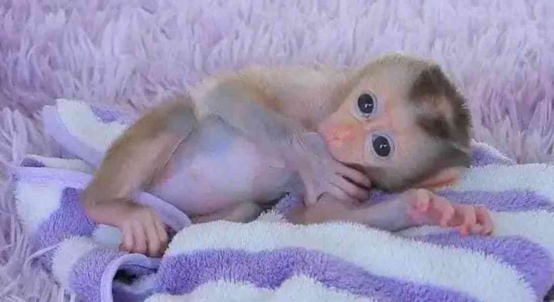 kapucínské opice k adoptaci - foto 2