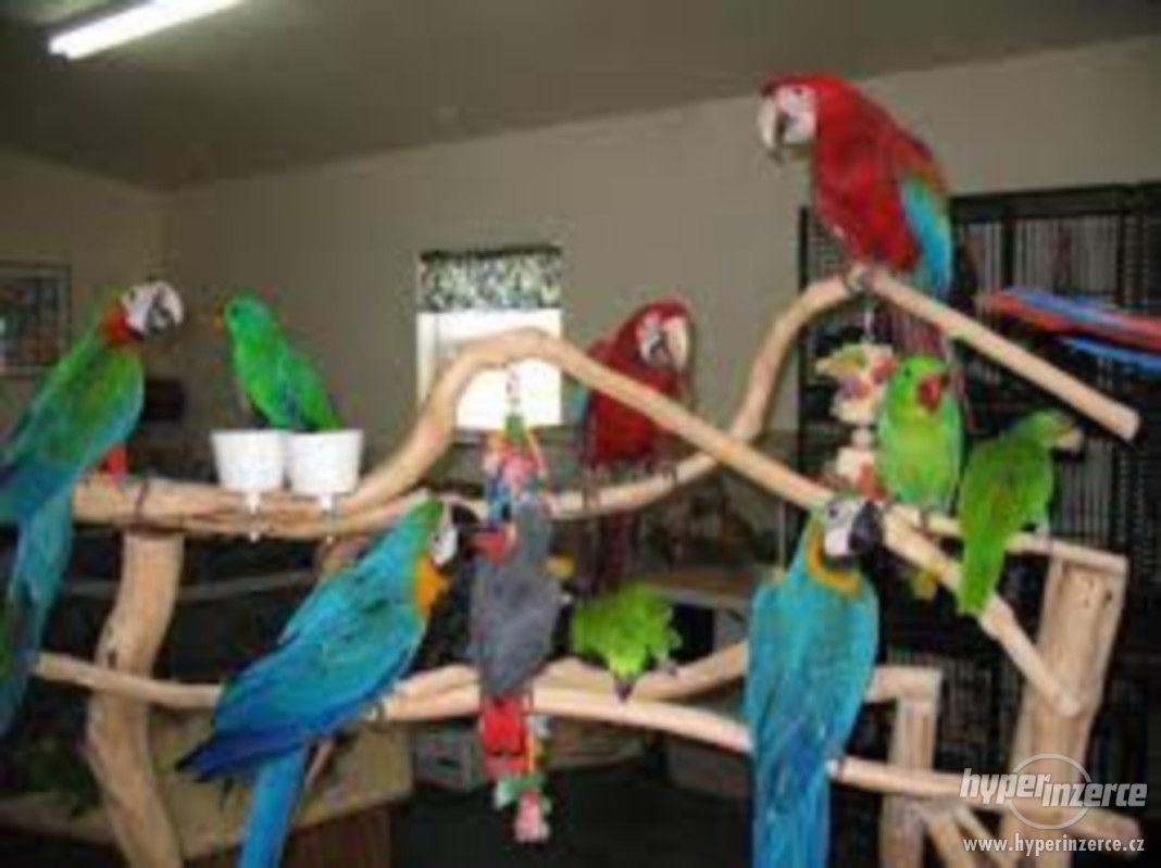 Papoušci různých druhů na prodej. - foto 1