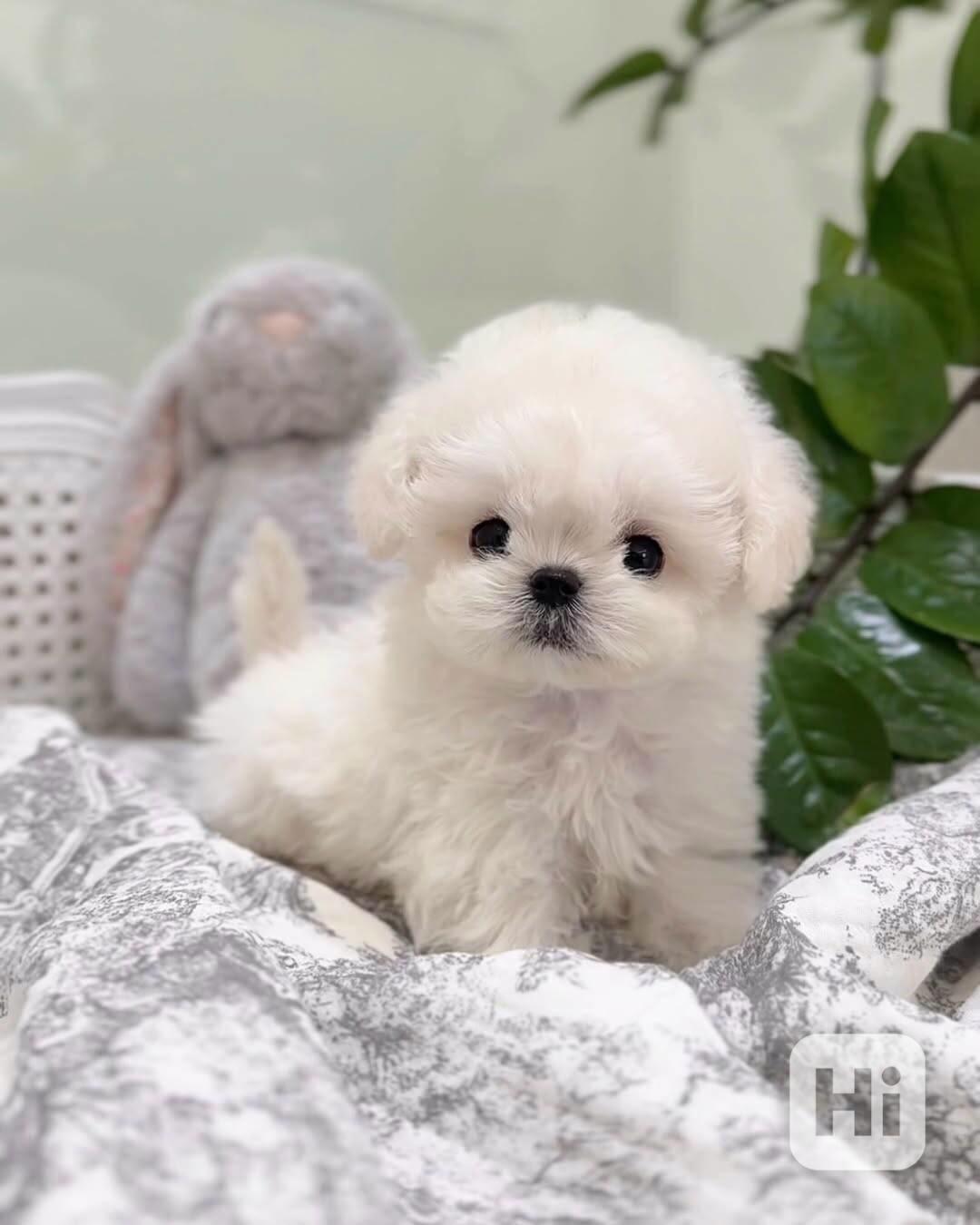 Mini bišonek, na kterého nezapomenete — Podo 🍇 S osobností  - foto 1