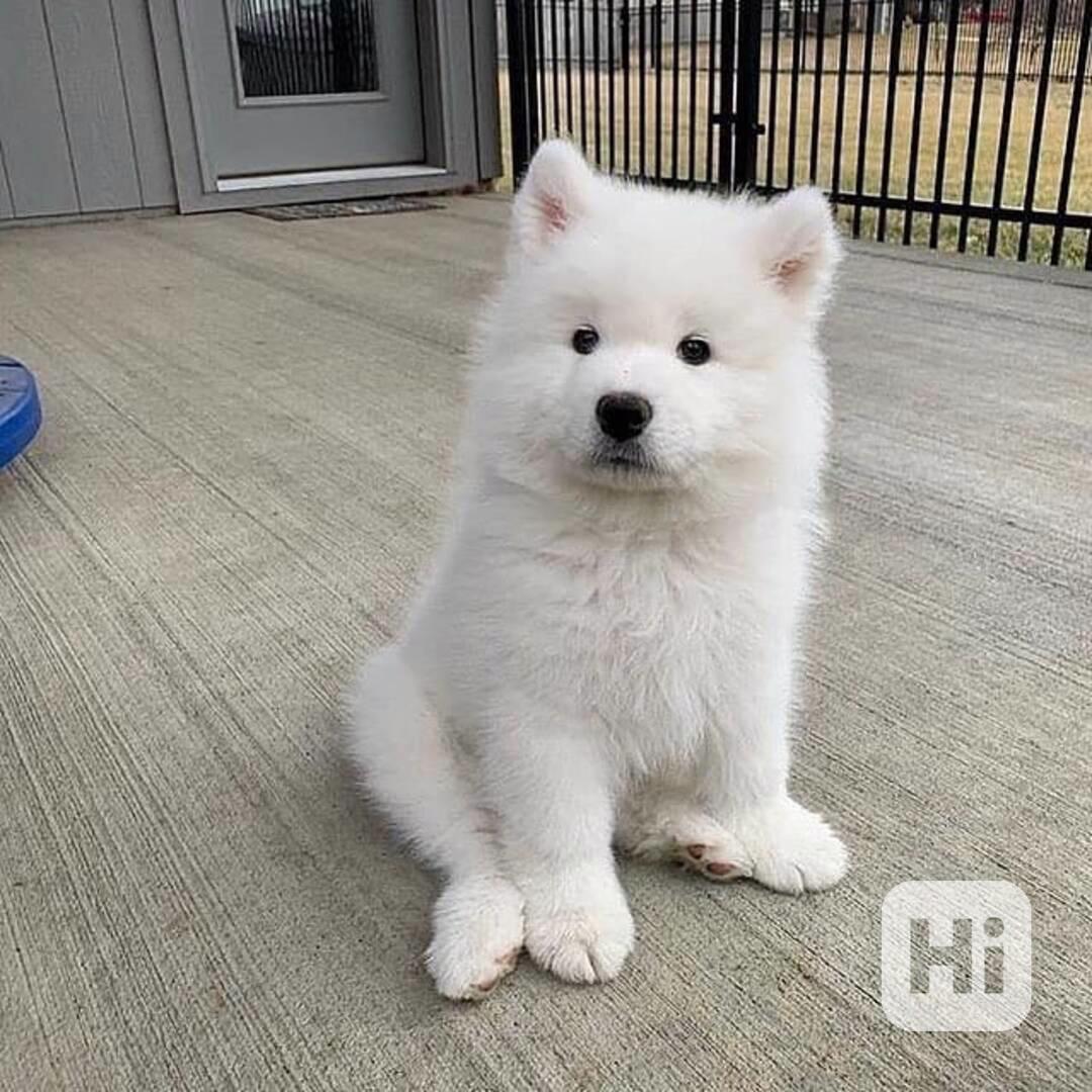 Štěňata samojedů - foto 1