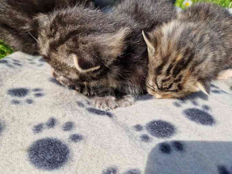 Darujeme roztomilá koťátka!!! - foto 3