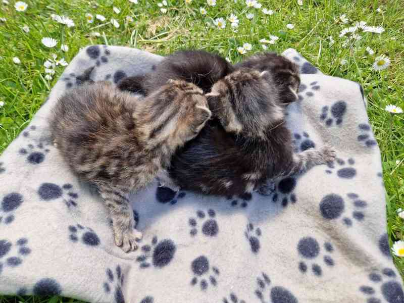 Darujeme roztomilá koťátka!!! - foto 6