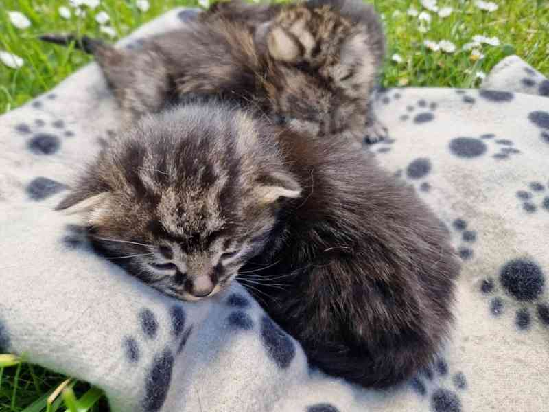 Darujeme roztomilá koťátka!!! - foto 8